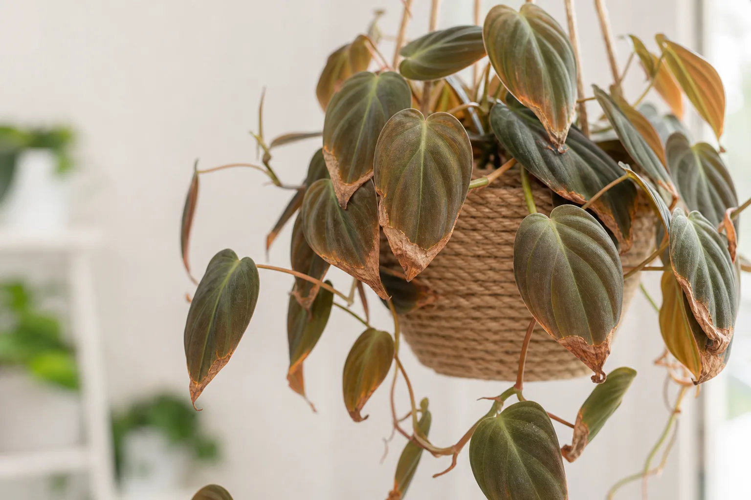 Philodendron Micans brown leaf tips from dry air or uneven moisture