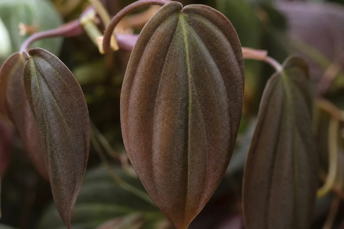 Close-up of Drooping Leaves on Philodendron Micans - diagnostic detail
