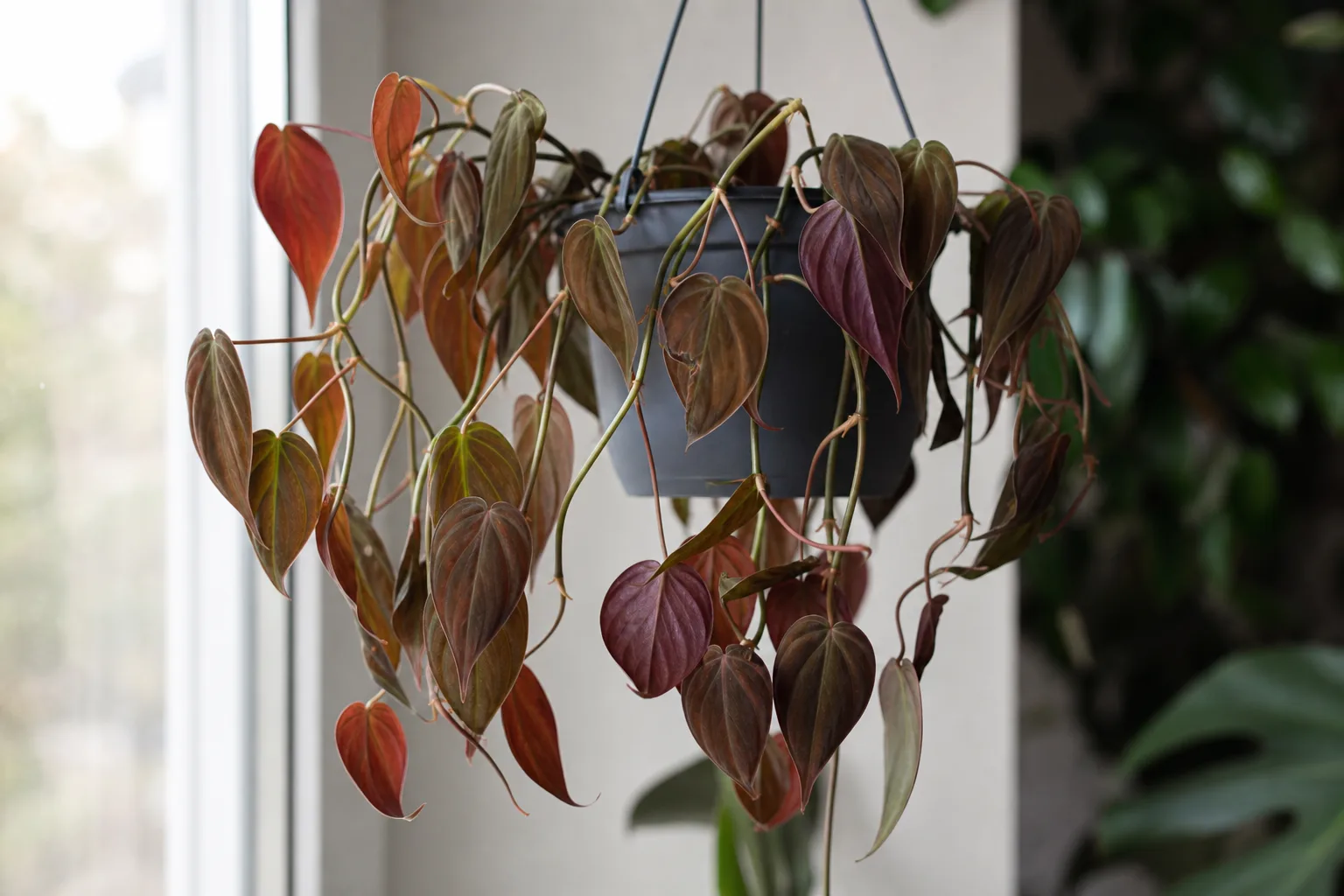 Drooping Leaves on Philodendron Micans - visible symptom on the plant