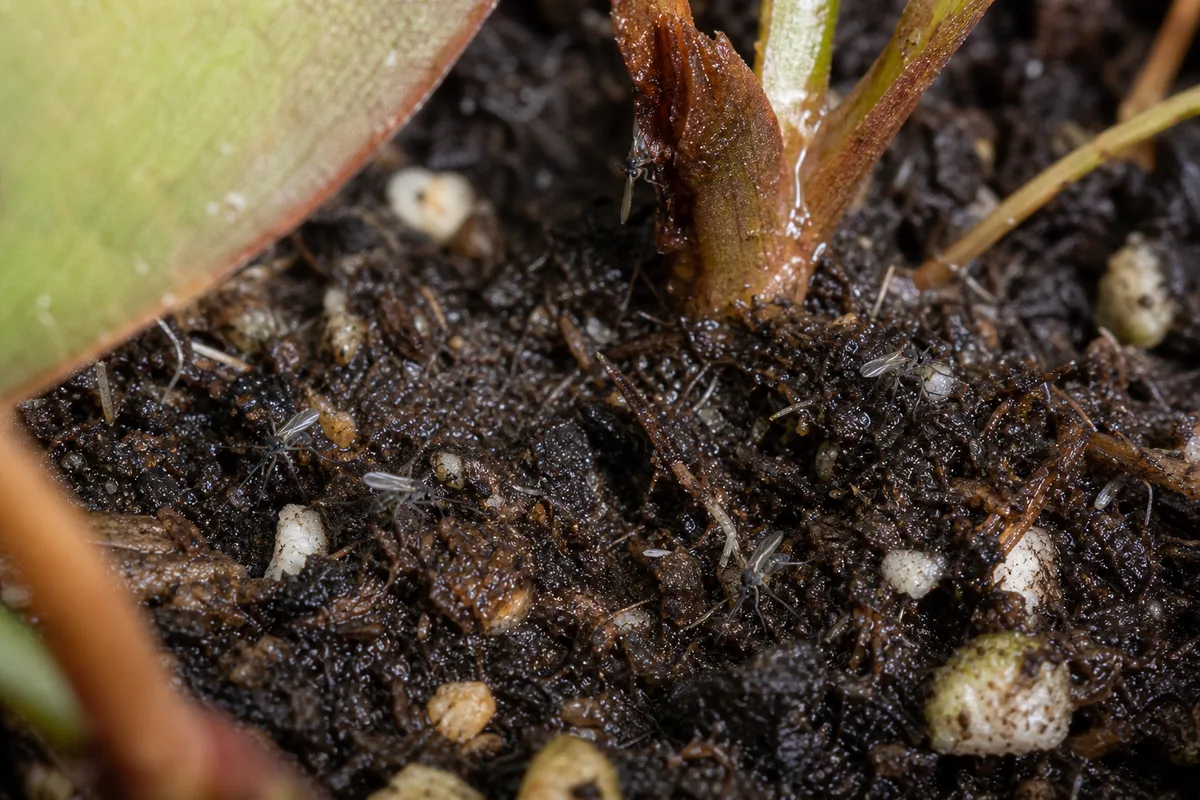 Close-up of Fungus Gnats on Philodendron Micans - diagnostic detail