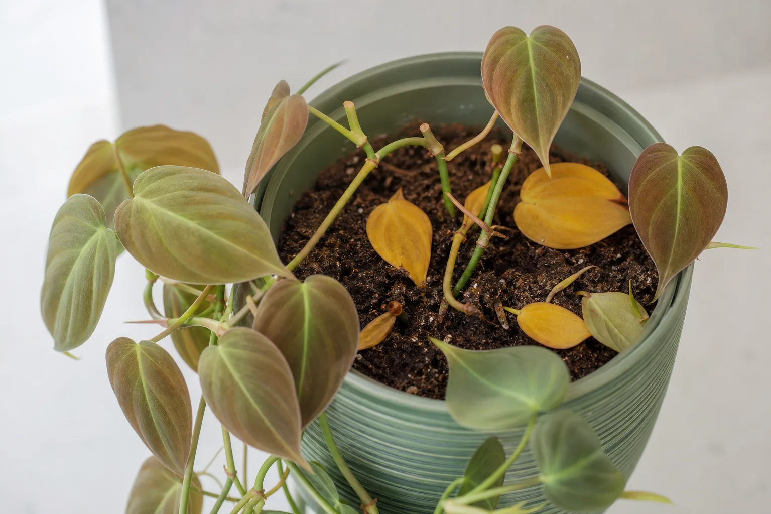 Leaf Drop on Philodendron Micans - visible symptom on the plant