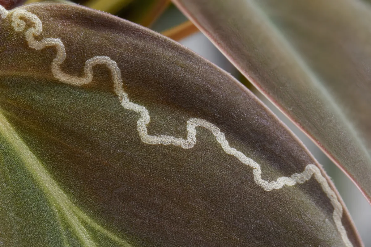 Close-up of Leaf Miners on Philodendron Micans - diagnostic detail