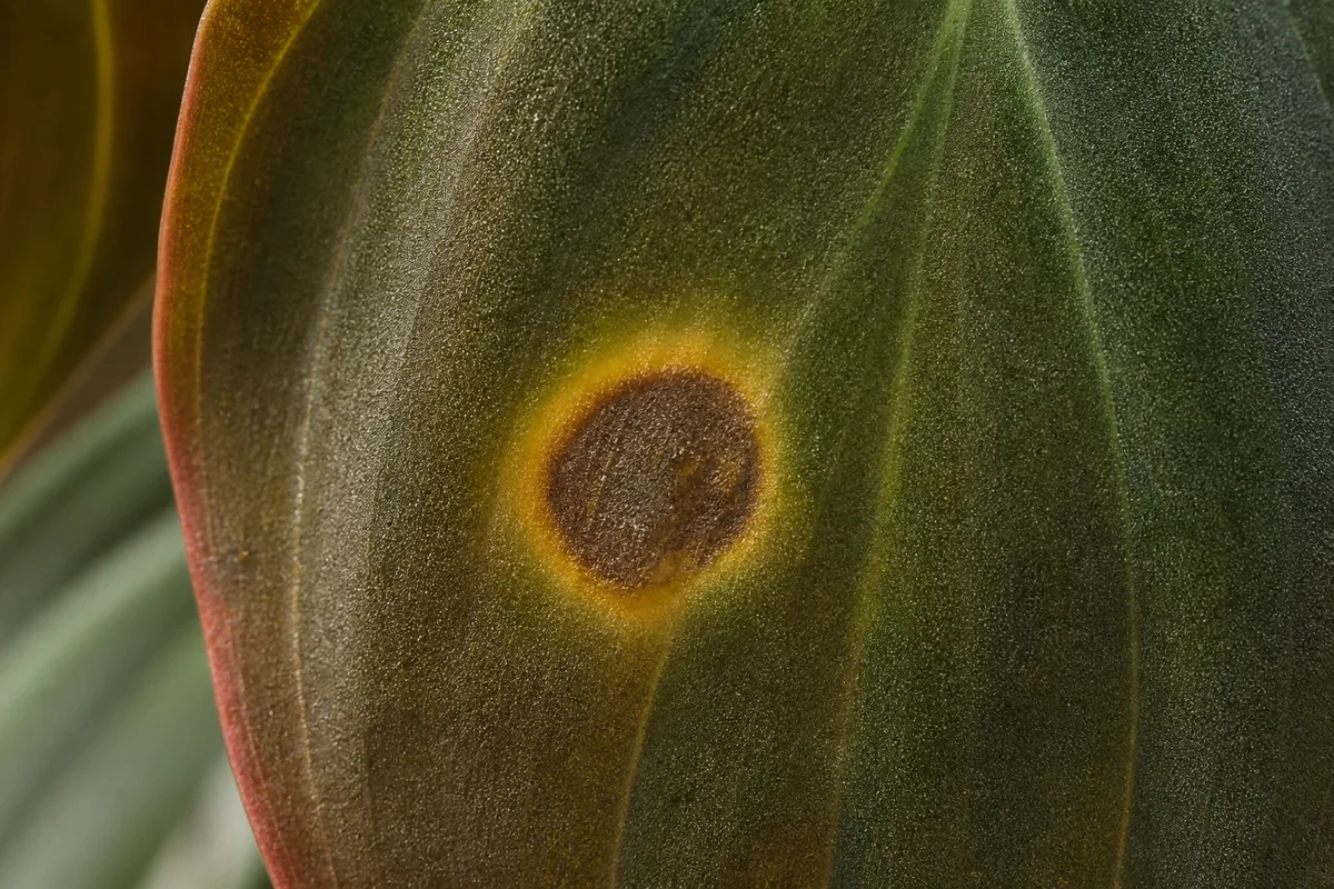 Close-up of Leaf Spot Disease on Philodendron Micans - diagnostic detail