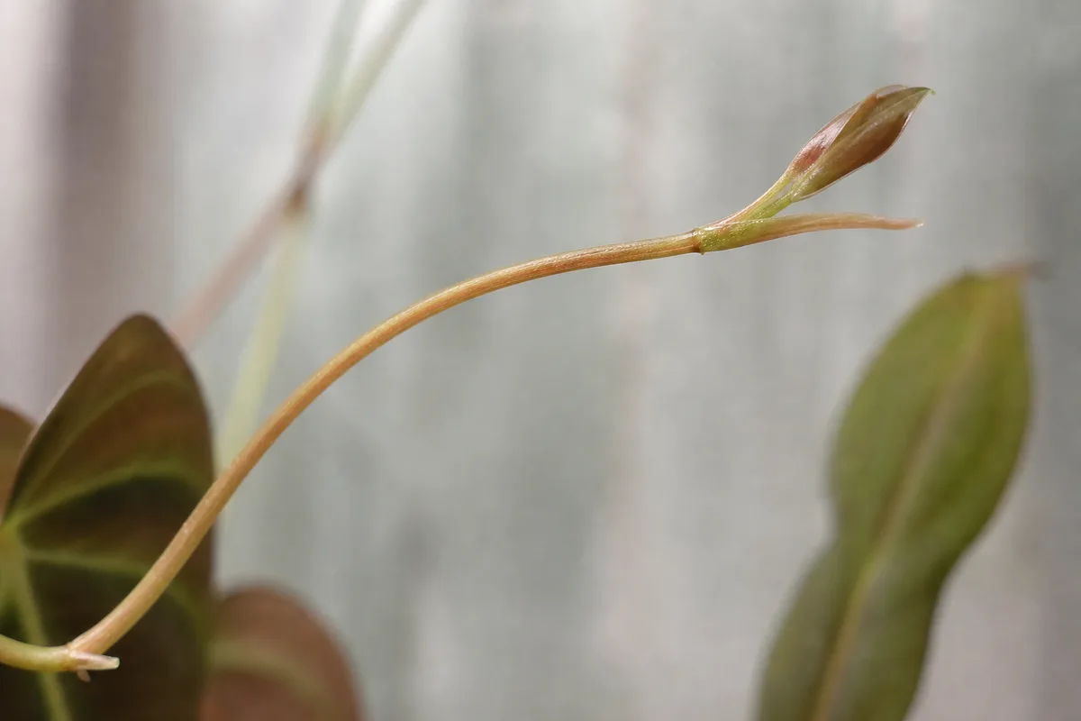 Close-up of Leggy Growth on Philodendron Micans - diagnostic detail