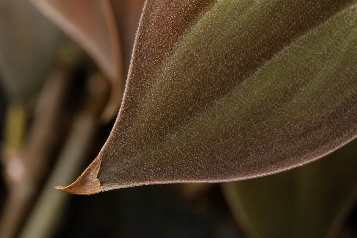 Close-up of Low Humidity on Philodendron Micans - diagnostic detail