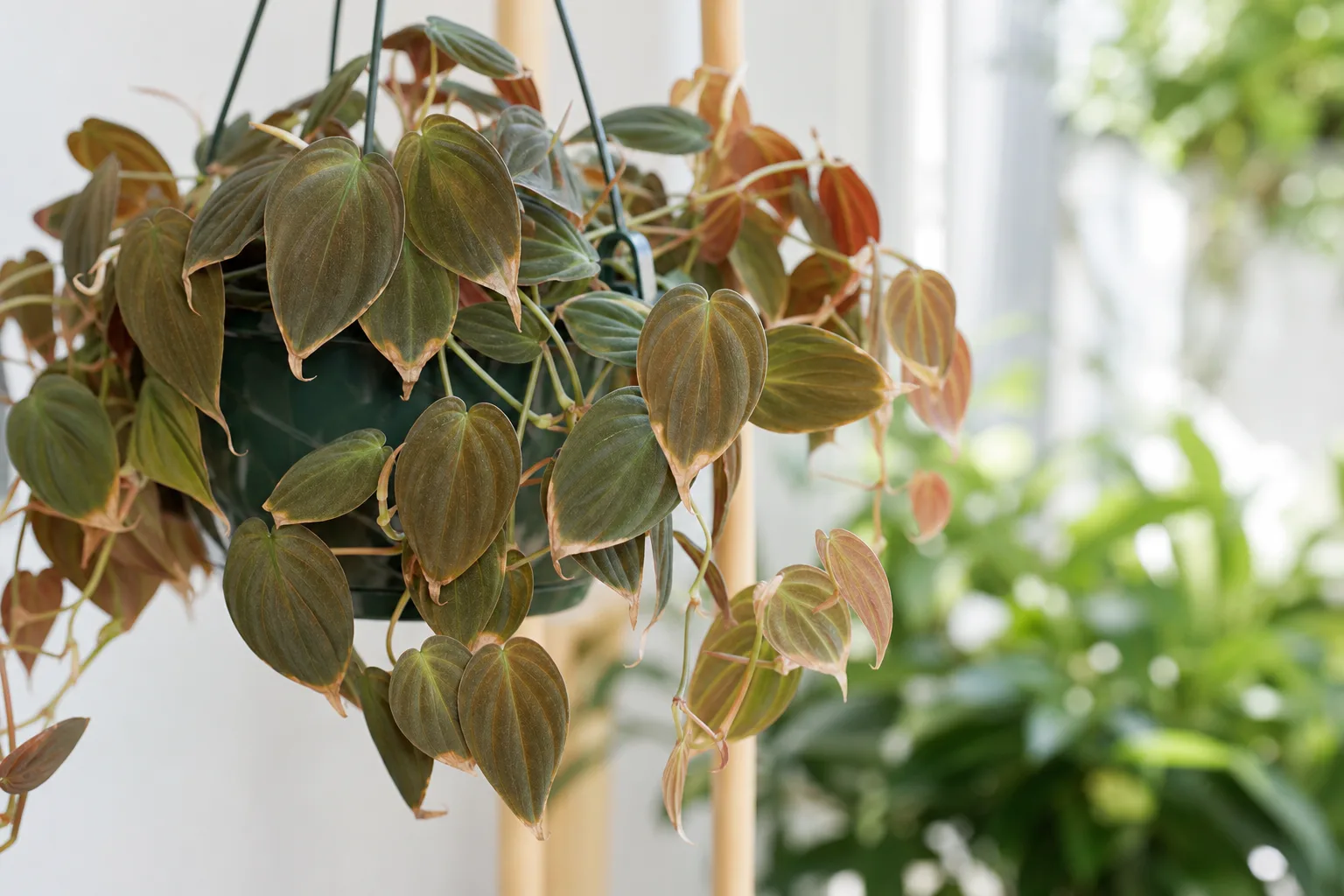 Low Humidity on Philodendron Micans - visible symptom on the plant