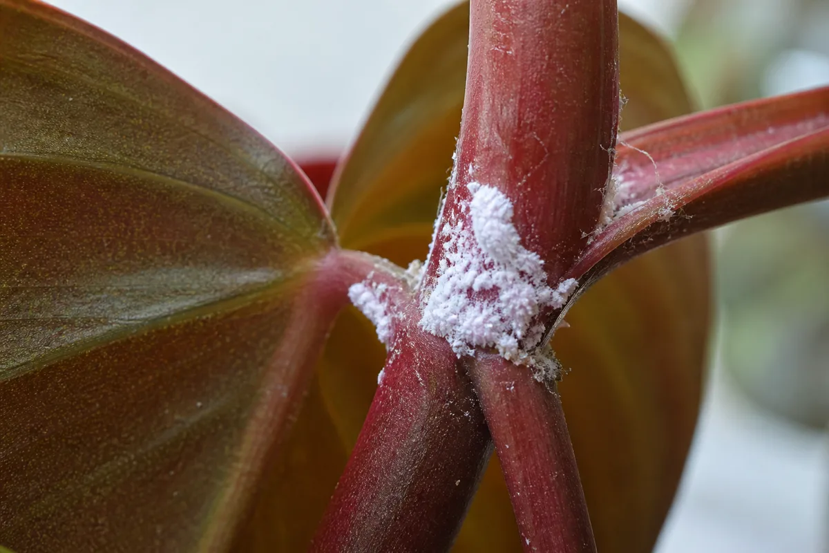 Close-up of Mealybugs on Philodendron Micans - diagnostic detail