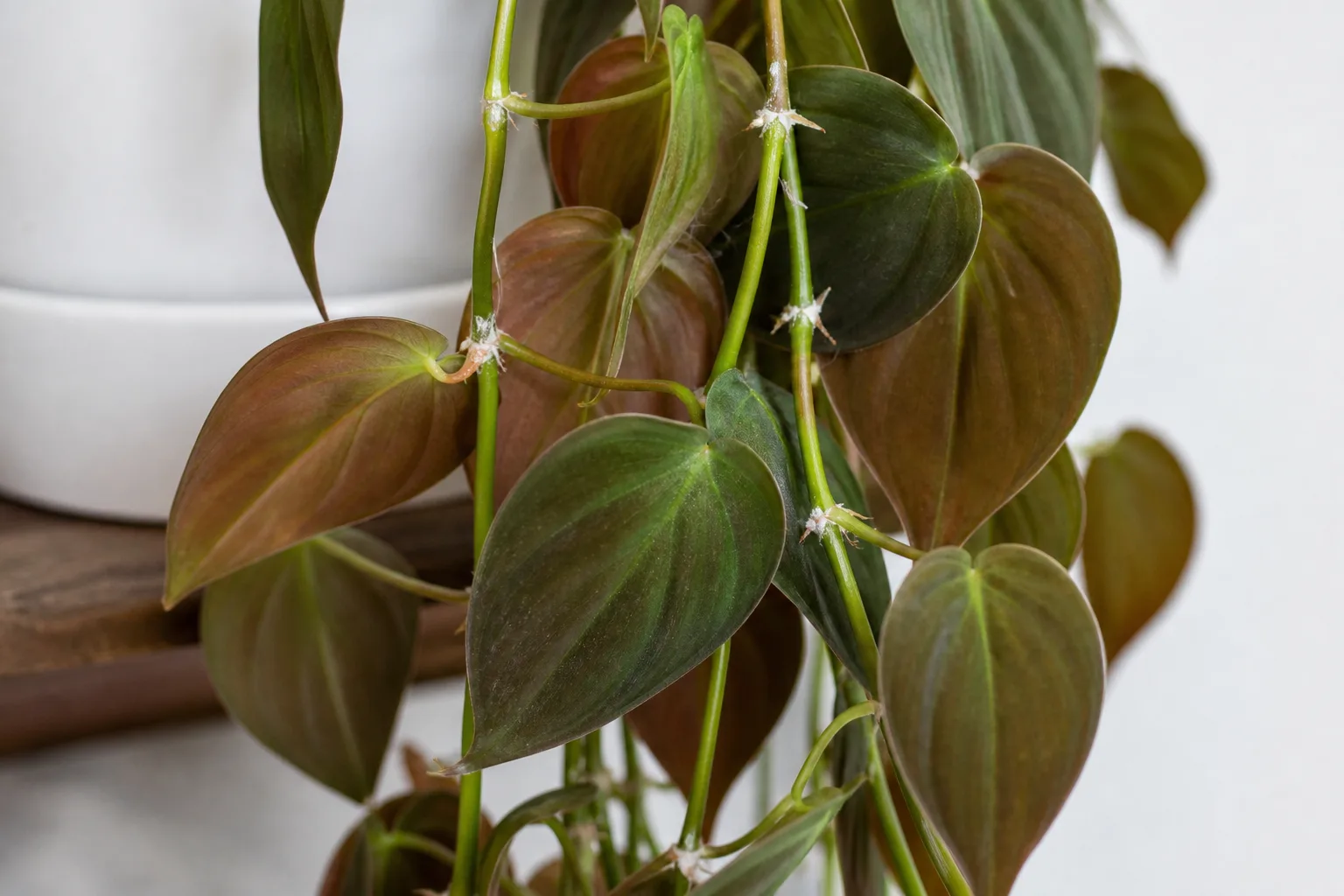 Mealybugs on Philodendron Micans - visible symptom on the plant