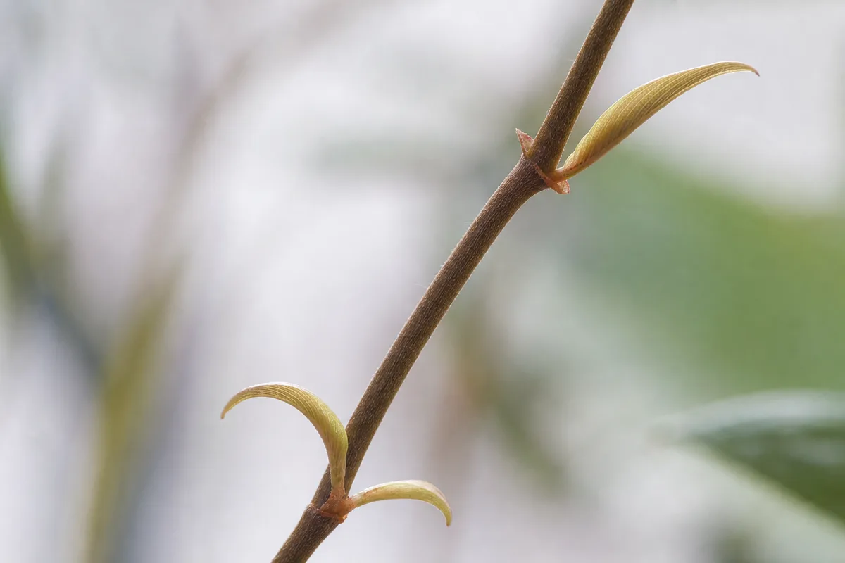 Close-up of Not Enough Light on Philodendron Micans - diagnostic detail