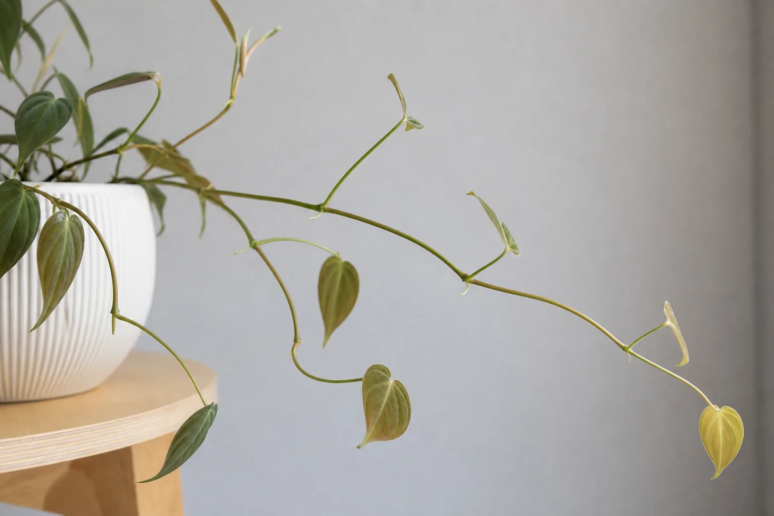 Philodendron Micans showing duller newest growth from insufficient light