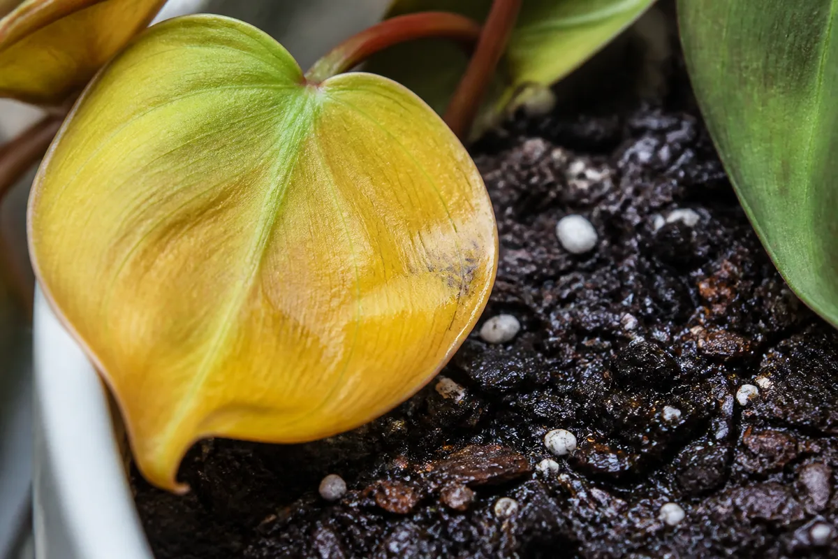 Close-up of Overwatering on Philodendron Micans - diagnostic detail