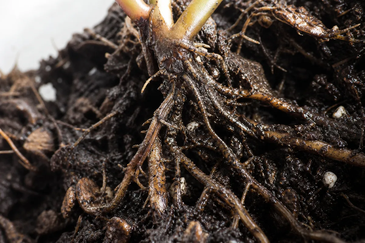 Close-up of Root Rot on Philodendron Micans - diagnostic detail