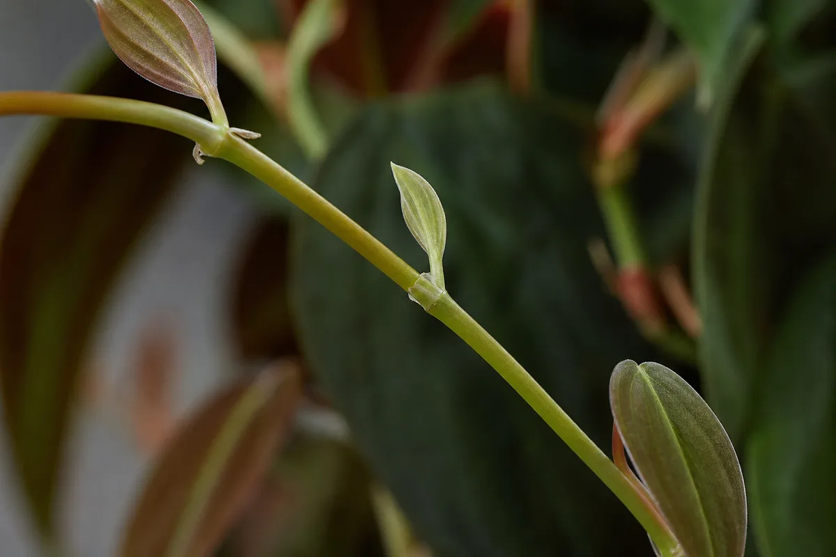 Close-up of Slow Growth on Philodendron Micans - diagnostic detail