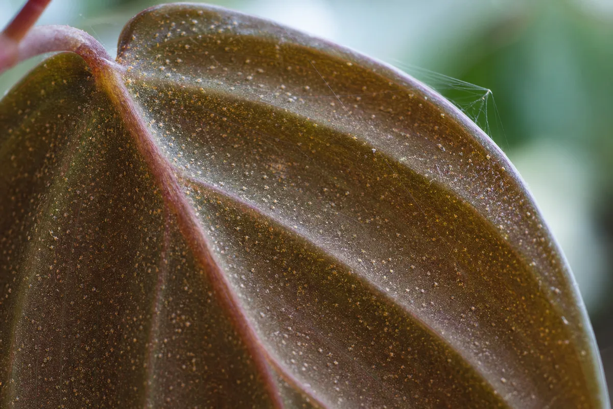 Close-up of Spider Mites on Philodendron Micans - diagnostic detail