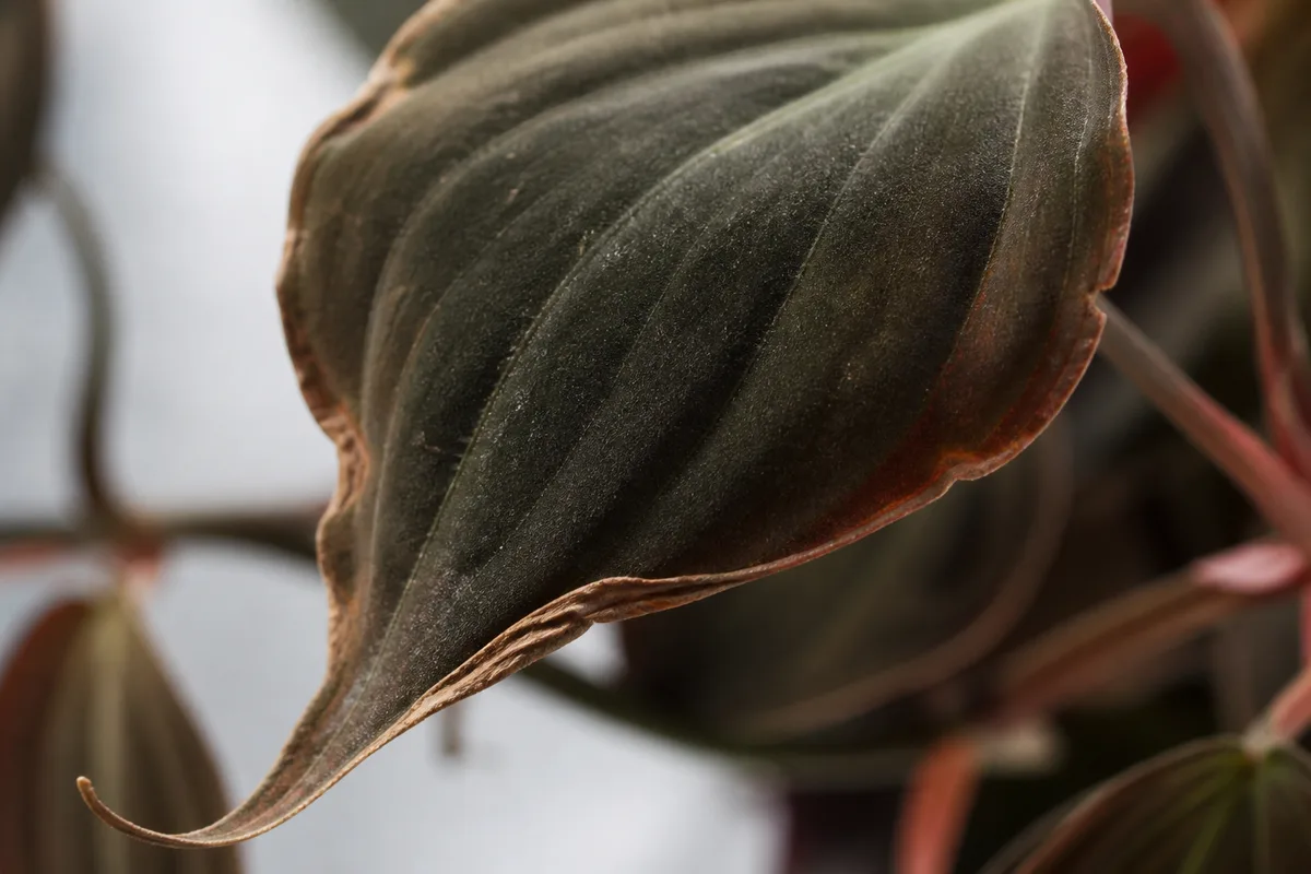 Close-up of Underwatering on Philodendron Micans - diagnostic detail