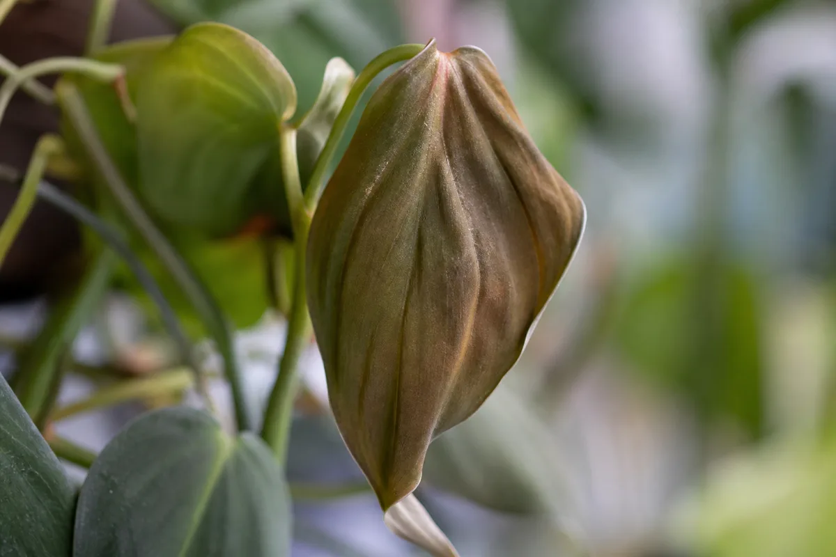 Close-up of Wilting on Philodendron Micans - diagnostic detail
