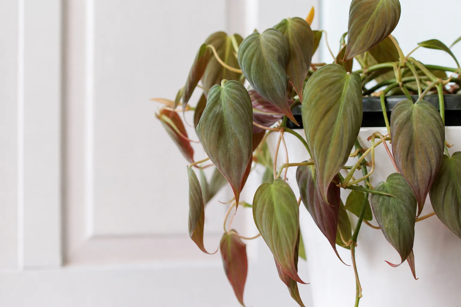 Wilting on Philodendron Micans - visible symptom on the plant