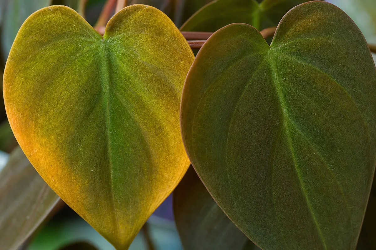 Close-up of Yellow Leaves on Philodendron Micans - diagnostic detail