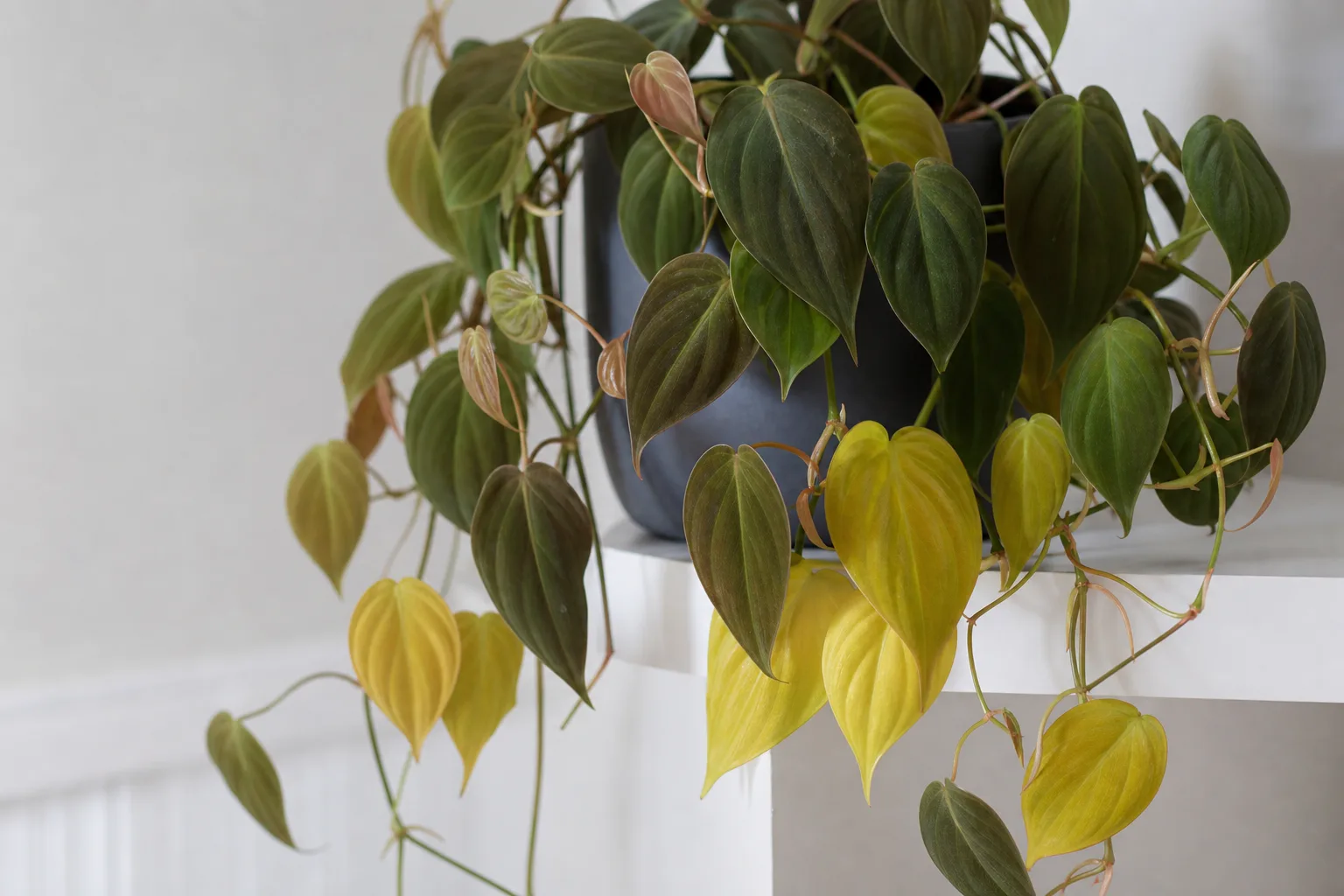 Philodendron Micans with yellowing velvet leaves from overwatering stress
