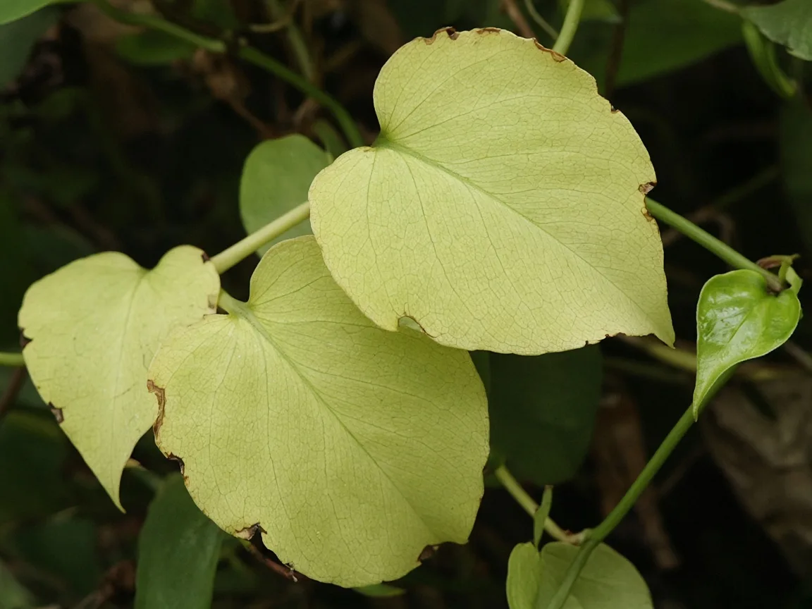 Close-up of pale yellowing older heartleaf philodendron leaves on a trailing vine