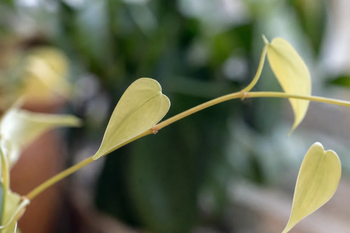 Close-up of Not Enough Light on Heartleaf Philodendron - diagnostic detail