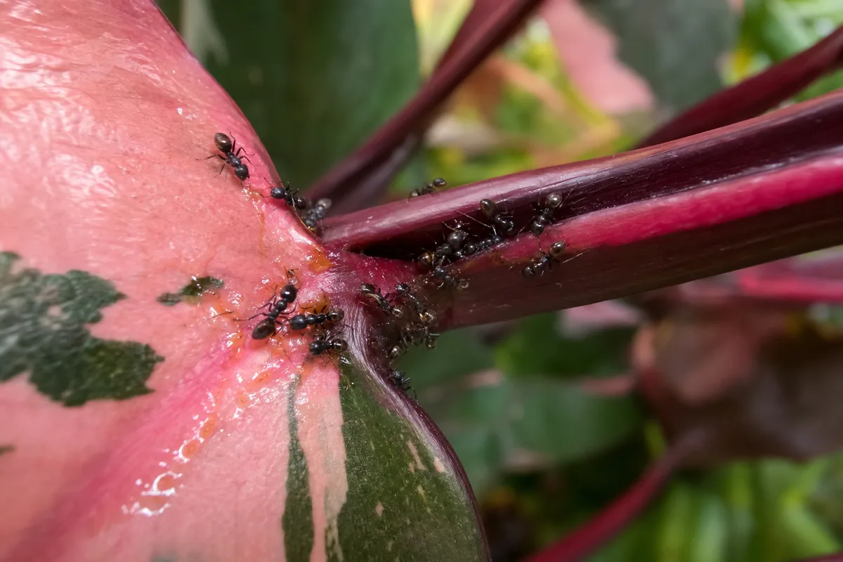 Close-up of Ants on Plant on Philodendron Pink Princess - diagnostic detail