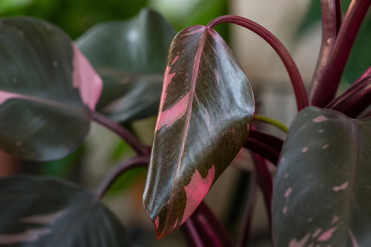 Close-up of Drooping Leaves on Philodendron Pink Princess - diagnostic detail
