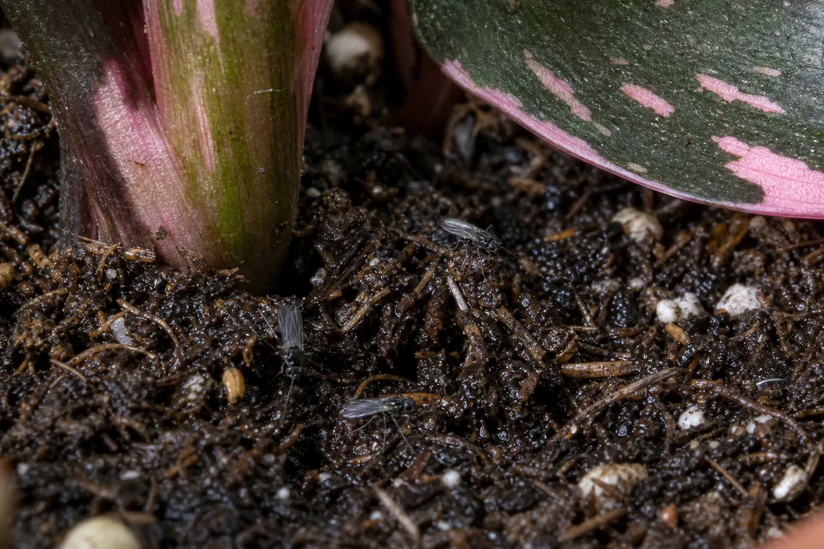 Close-up of Fungus Gnats on Philodendron Pink Princess - diagnostic detail