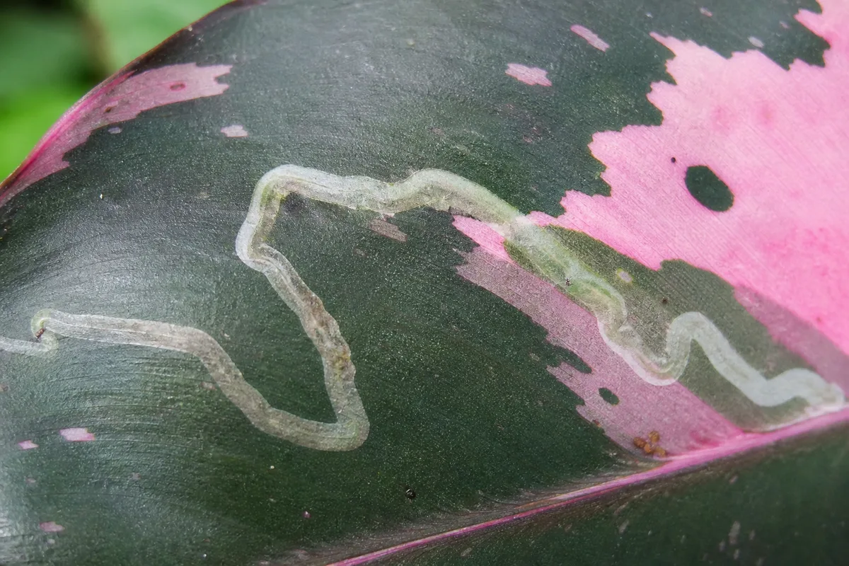 Close-up of Leaf Miners on Philodendron Pink Princess - diagnostic detail
