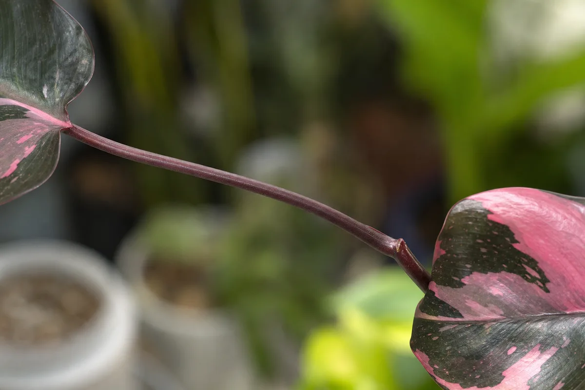 Close-up of Leggy Growth on Philodendron Pink Princess - diagnostic detail