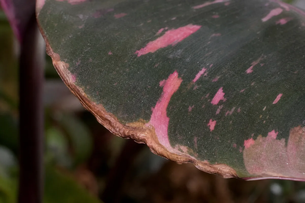 Close-up of Low Humidity on Philodendron Pink Princess - diagnostic detail