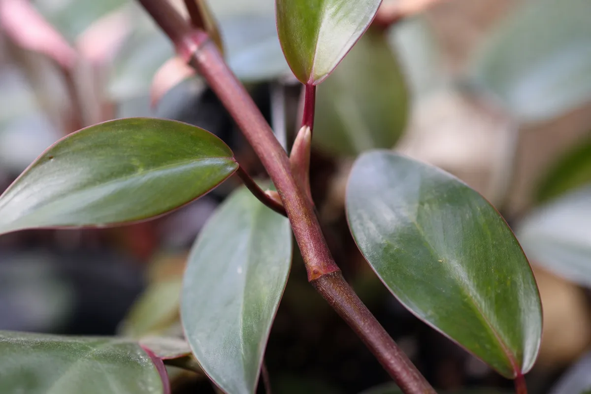 Close-up of Not Enough Light on Philodendron Pink Princess - diagnostic detail