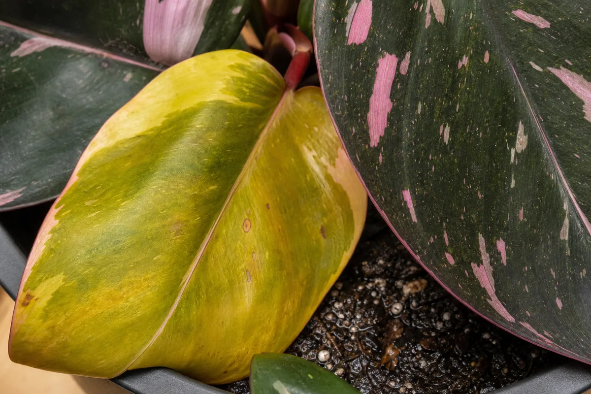 Close-up of Overwatering on Philodendron Pink Princess - diagnostic detail
