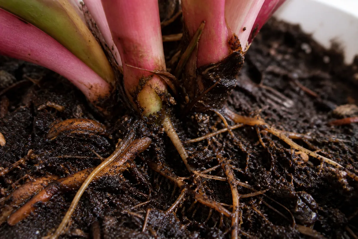 Close-up of Root Rot on Philodendron Pink Princess - diagnostic detail
