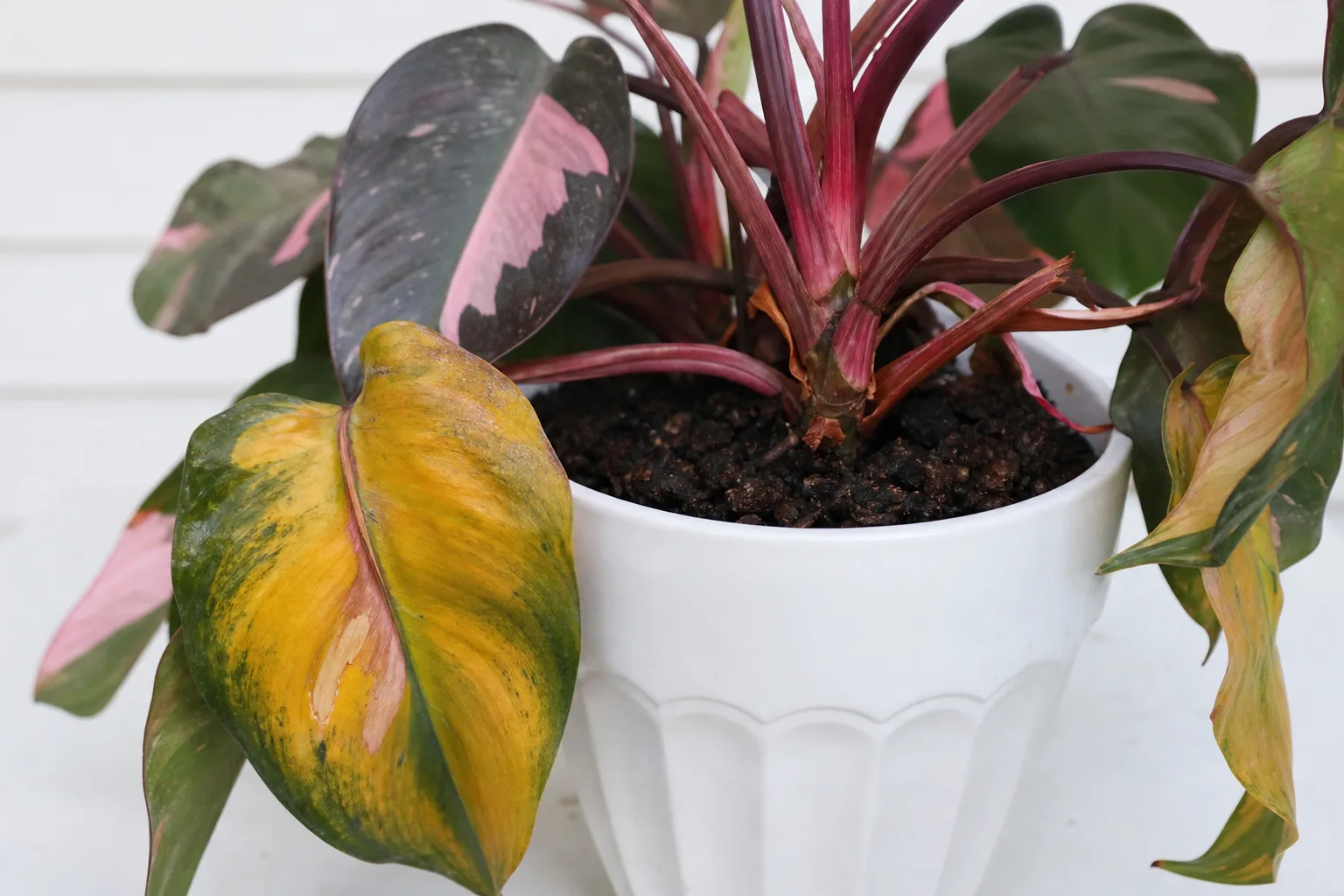 Root Rot on Philodendron Pink Princess - visible symptom on the plant