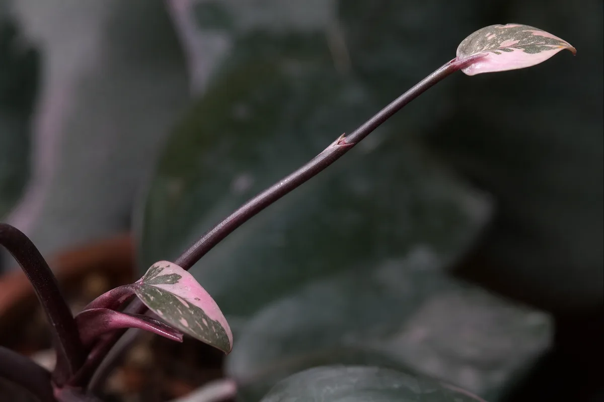 Close-up of Slow Growth on Philodendron Pink Princess - diagnostic detail