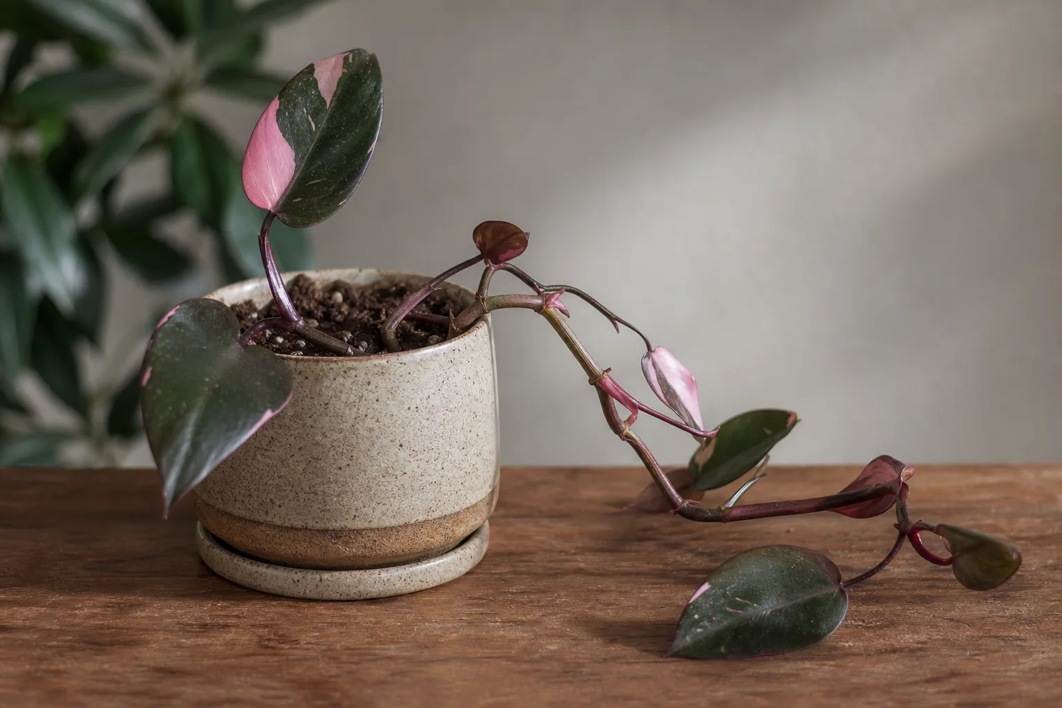 Slow Growth on Philodendron Pink Princess - visible symptom on the plant