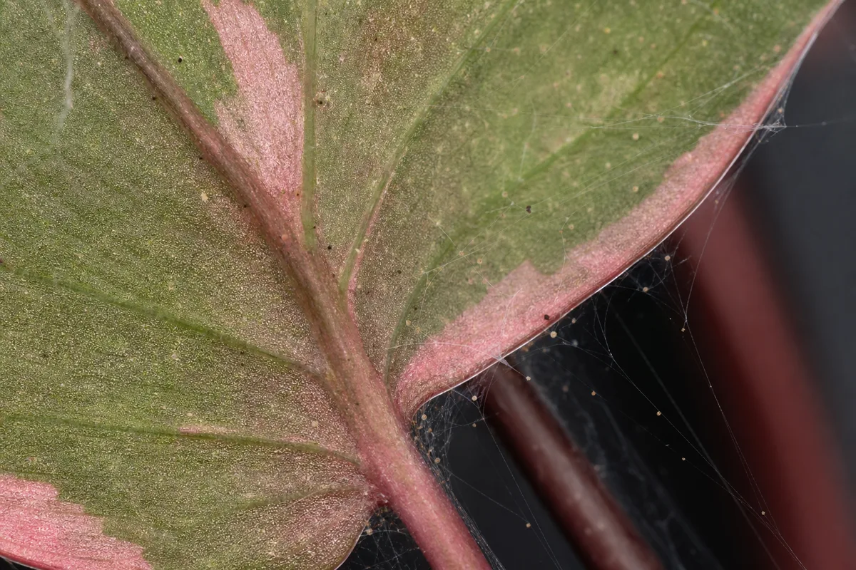 Close-up of Spider Mites on Philodendron Pink Princess - diagnostic detail