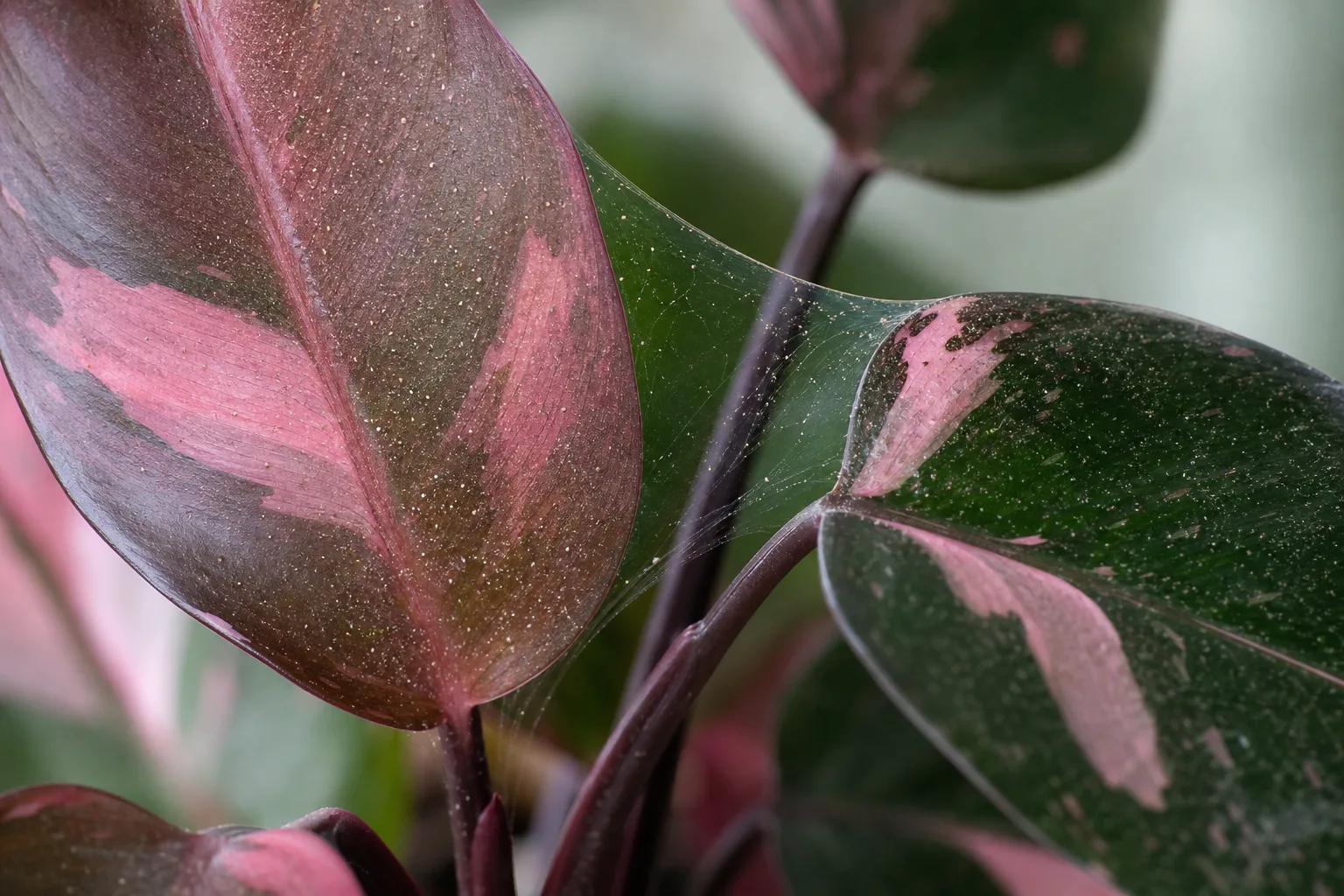 Spider Mites on Philodendron Pink Princess - visible symptom on the plant