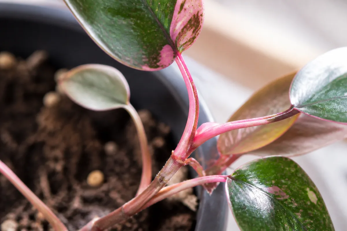 Close-up of Thin Stems on Philodendron Pink Princess - diagnostic detail