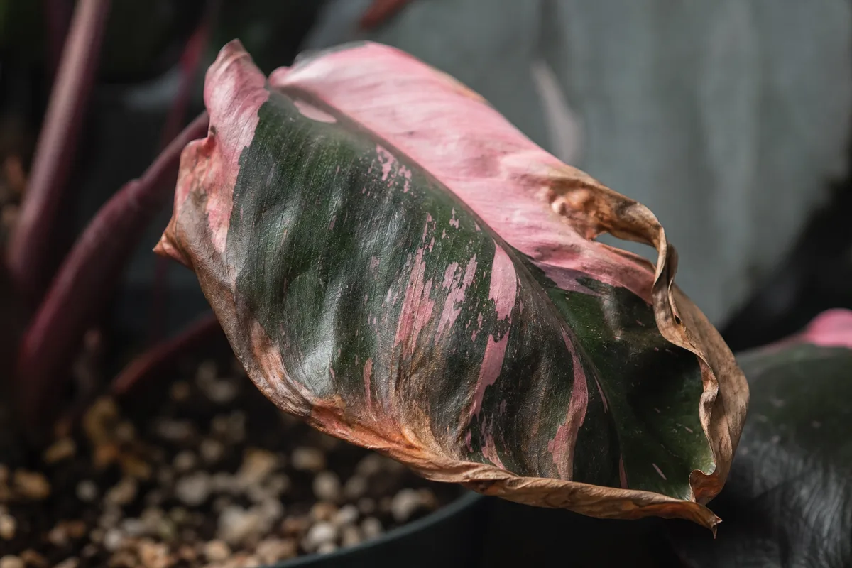 Close-up of Underwatering on Philodendron Pink Princess - diagnostic detail