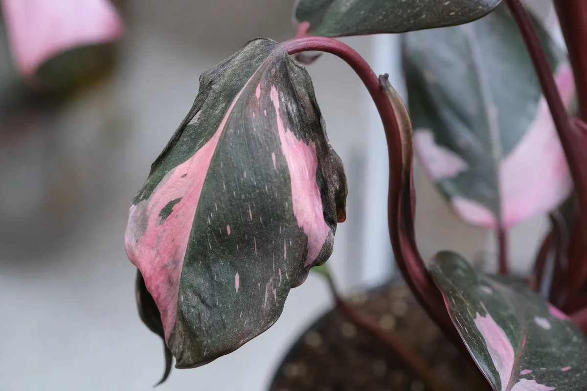 Close-up of Wilting on Philodendron Pink Princess - diagnostic detail