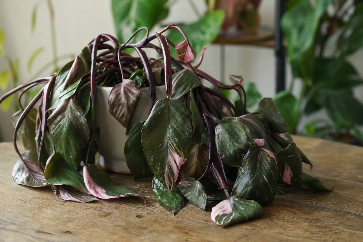 Wilting on Philodendron Pink Princess - visible symptom on the plant