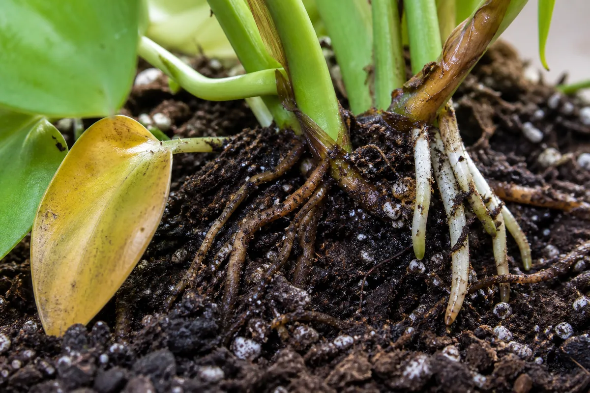Close-up of Root Rot on Heartleaf Philodendron - diagnostic detail