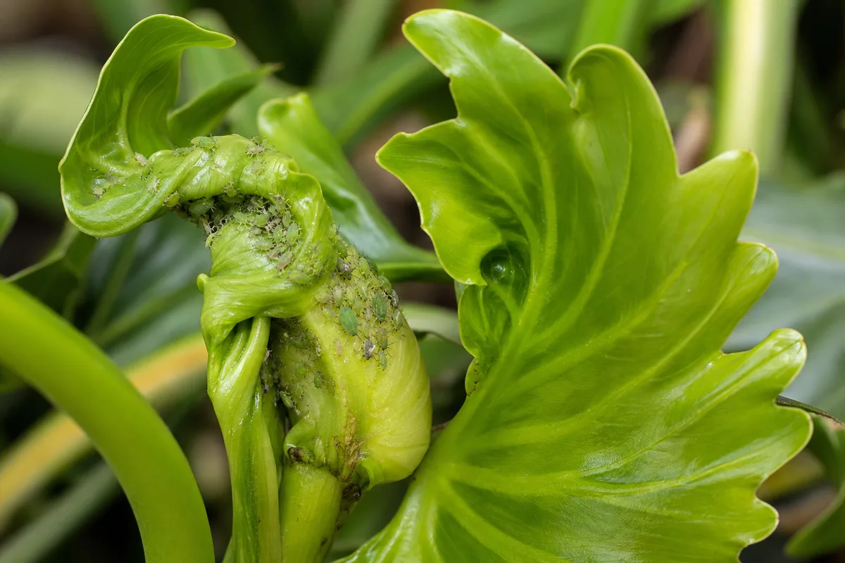 Close-up of Aphids on Philodendron Selloum - diagnostic detail