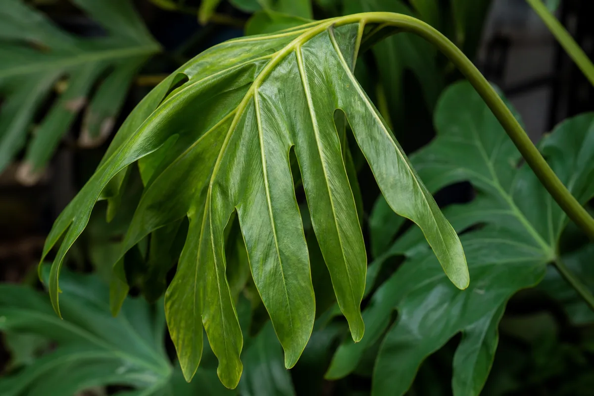 Close-up of Drooping Leaves on Philodendron Selloum - diagnostic detail