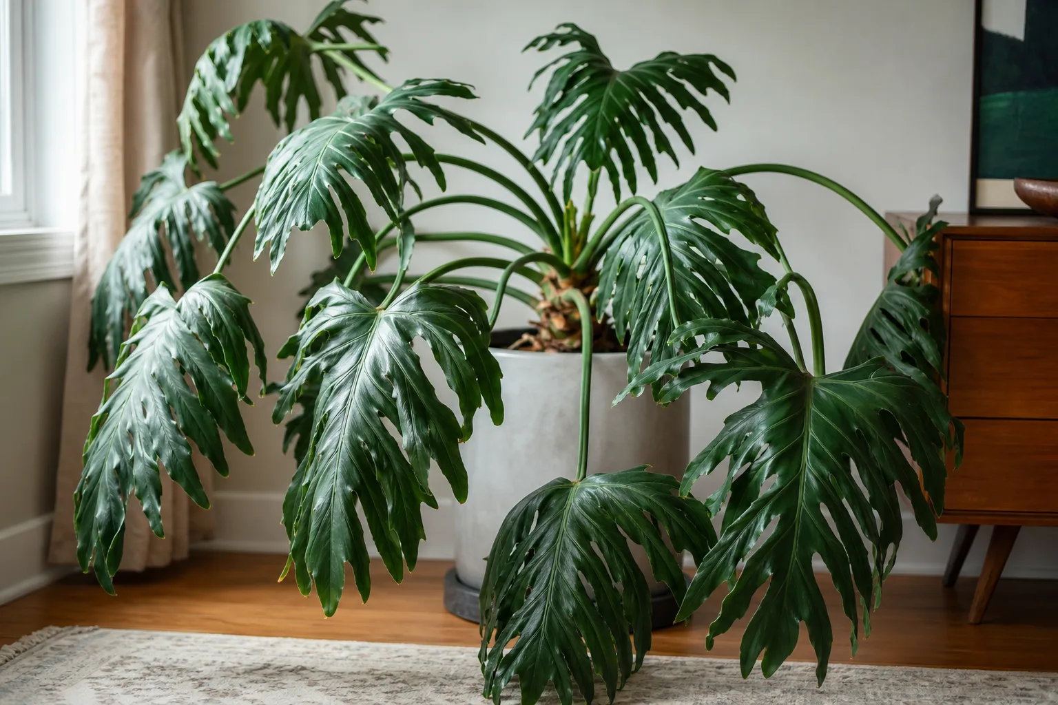 Drooping Leaves on Philodendron Selloum - visible symptom on the plant