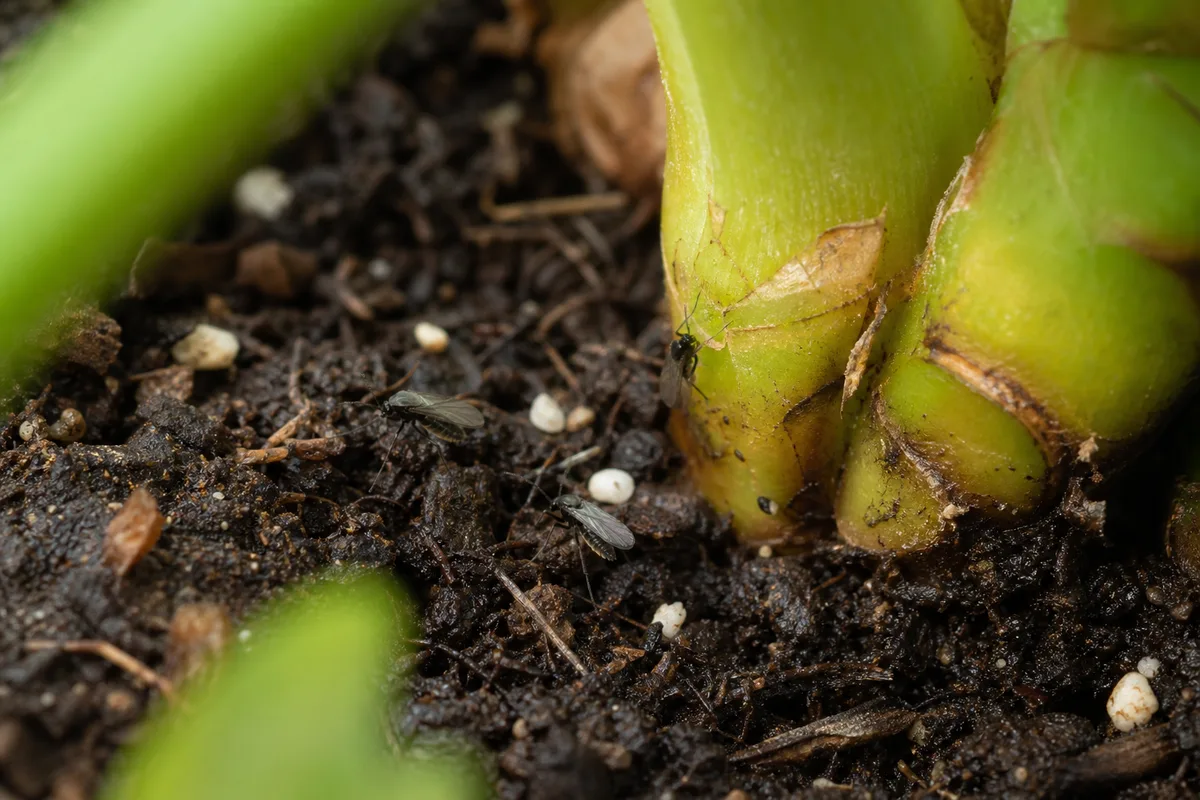 Close-up of Fungus Gnats on Philodendron Selloum - diagnostic detail