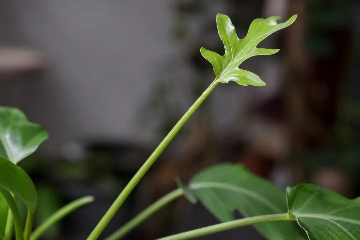 Close-up of Leggy Growth on Philodendron Selloum - diagnostic detail