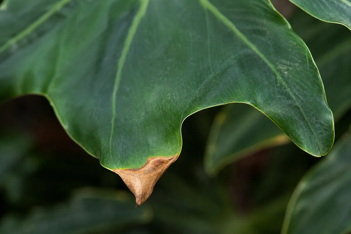 Close-up of Low Humidity on Philodendron Selloum - diagnostic detail